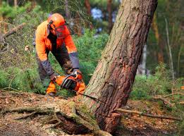 Best Tree Maintenance Programs  in Brookhaven, MS